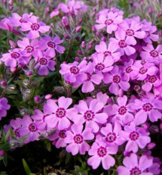 Flox �idlolist� �ZWERGENTEPPICH� kont. 0,5 l