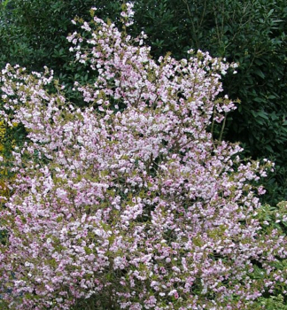 Bohato zakvitnutá okrasná čerešňa - Prunus incisa ´Kojou-no-mai´