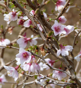Detail kvetov a exotických pokrútených výhonov - Prunus incisa ´Kojou-no-mai´