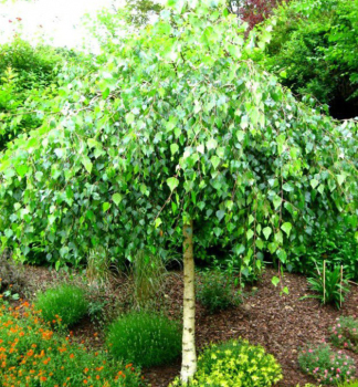Breza previsnut� �YOUNGII� na kmienku 140 cm, kont. 10 l