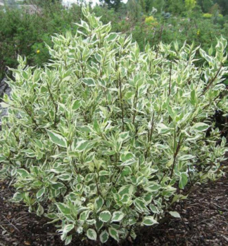 Drie� biely �IVORY HALLO�� 10-15 cm, kont. 1 l