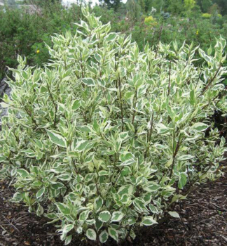 Drie� biely �IVORY HALLO�� 10-15 cm, kont. 1 l