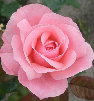 Ruža veľkokvetá kríková ´QUEEN OF ENGLAND´, zemný bal