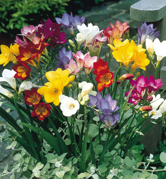 Cibule - Fr�zia �SINGLE MIXED�, 15 ks v balen�