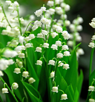 Cibule - Konvalinka vo�av�, 5 ks v balen�