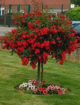Ruža stromčeková ´THE RED´ previsnutá, na kmienku 100 cm, kont. 7 l