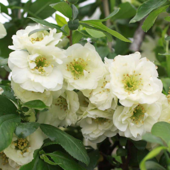Obr�zok (4)