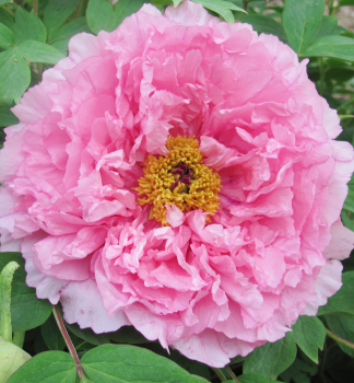 Piv�nia drevit� �ROU FU RONG�, kont. 1 l