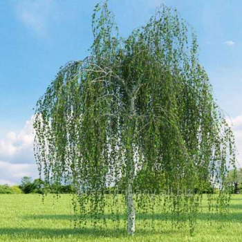 Breza himal�jska �LONG TRUNK� na kmienku 180 cm, kont. 15 l