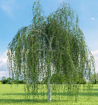Breza himal�jska �LONG TRUNK� na kmienku 180 cm, kont. 15 l
