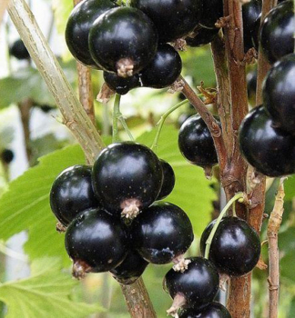 R�bez�a kr�kov� �BEN SAREK� 30-40 cm, kont. 2 l