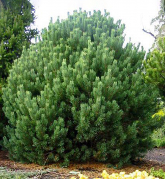 Borovica lesná ´ARGENTEA COMPACTA´ 40-50 cm, kont. 7,5 l