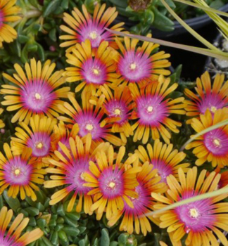 Delosperma �SUNDELLA APRICOT� kont. 0,5 l