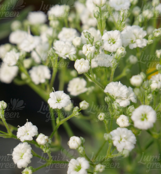 Obr�zok (7)