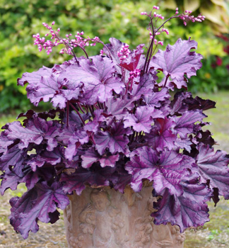 Heuchera �FOREVER PURPLE�, kont. 0,5 l