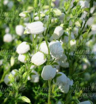 Obr�zok (2)