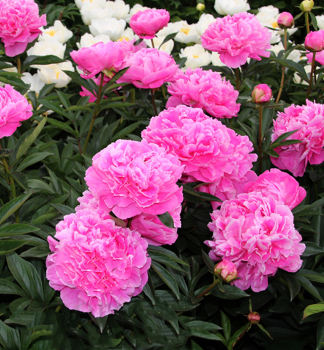 Piv�nia bylinn� �ALEXANDER FLAMING�, kont. 1,5 l