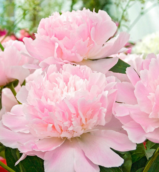 Piv�nia bylinn� �ALERTIE� kont. 1,5 l