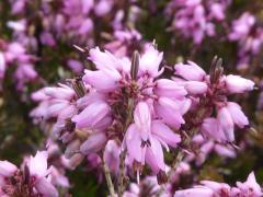 Erica darleyensis �J. W. PORTER�