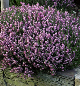 Vresovec darleydalsk� �J. W. PORTER�, kont 0,5 l