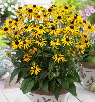 Rudbekia �iariv� �LITTLE GOLDSTAR� kont. 0,5 l