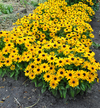 Rudbekia �LITTLEBECKIA� SUNSHINE� kont. 0,5 l