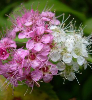 Spiraea japonica ´GENPEI´, detail kvetu
