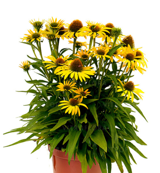 Echinacea hybridn� �FOUNTAIN YELLOW� kont. 0,5 l