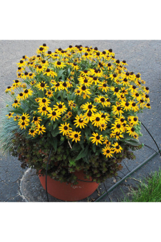 Rudbekia �SUN KA CHING� kont. 0,5 l