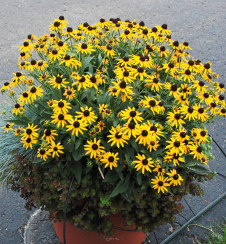 Rudbekia �SUN KA CHING� kont. 0,5 l