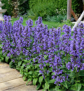 Koc�rnik z�hradn� �NEPTUNE� kont. 0,5 l