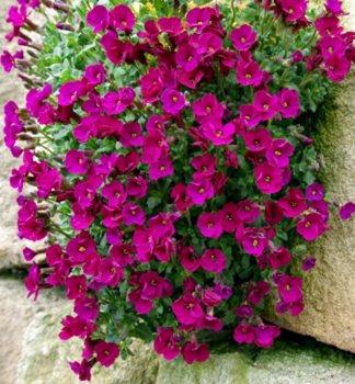 Tari�ka �AXCENT� BURGUNDY�, kont. 1 l