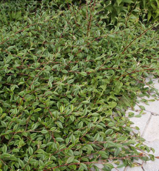 Cotoneaster salicifolius ´PARKTEPPICH´ lemovanie chodníka