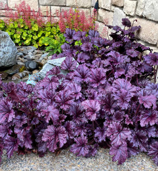Heuchera hybridn� �FOREVER� PURPLE� kont. 0,5 l