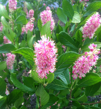 Jochovec jel�olist� �RUBY SPICE�, kont. 1,4 l