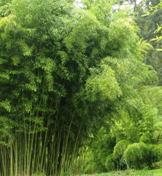 Bambus / Phyllostachys atrovaginata ´GREEN PERFUME´ 70-80 cm, kont. 3 l