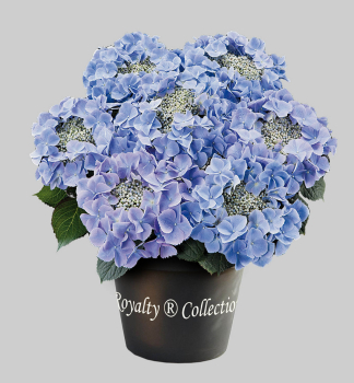 Hortenzia kalinolist� �FRISBEE� BLUE�, kont. 4 l