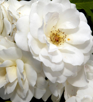 Rosa floribunda ´SEA FOAM´ detail ruže