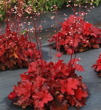 Heuchera hybridn� �NORTHERN EXPOSURE RED� kont. 0,5 l