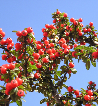 Cotoneaster dammeri ´CORAL BEAUTY´ význačny veľkým množstvom červenooranžových plodov