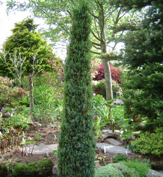 Juniperus communis´Arnold´ v záhone