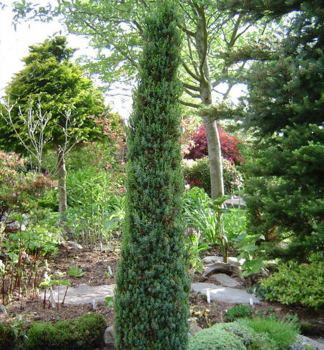 Juniperus communis�Arnold� v z�hone