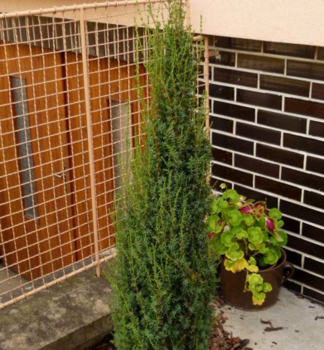 Juniperus communis�Arnold�