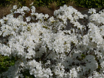 Azalea japonica ´Schneeglanz´ poloopadavý ker