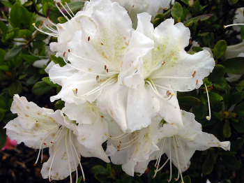 Azalea japonica ´Schneeglanz´detail kvetu