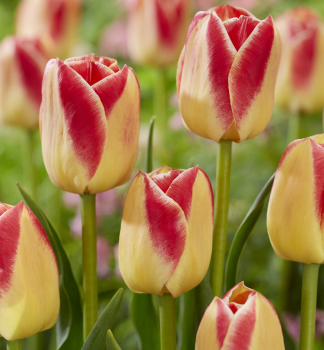 Tulipán ´CANDY CORNER´ 5 ks v balení