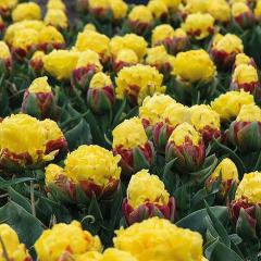 Tulipn ICE CREAM BANANA 3 ks v balen