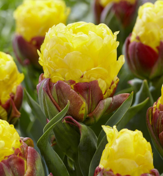 Tulipn ICE CREAM BANANA 3 ks v balen