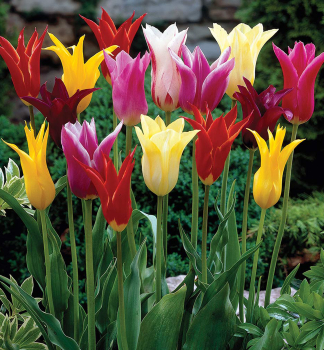 Tulipán ´LILY FLOWERING MIXED´ 5 ks v balení 