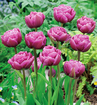 Tulipán ´MARGARITA´ 5 ks v balení